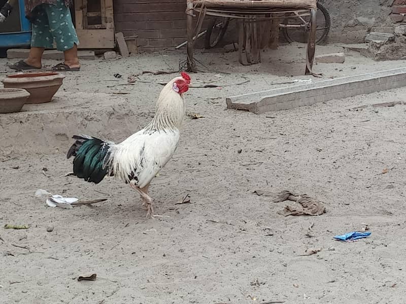 امپورٹڈ بریڈ فور سیل – پرائز 5000 4