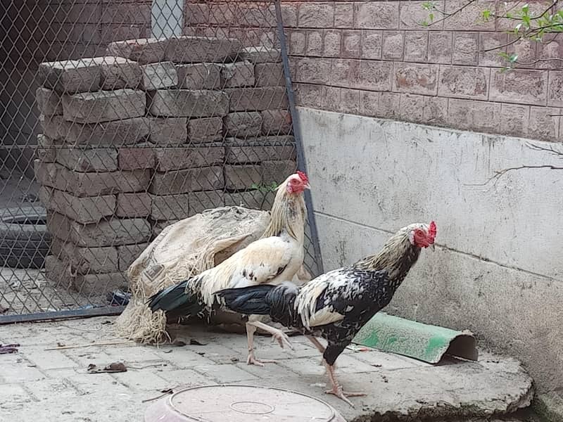 امپورٹڈ بریڈ فور سیل – پرائز 5000 5