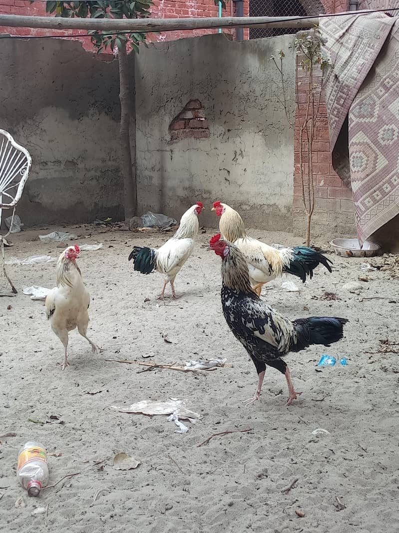 امپورٹڈ بریڈ فور سیل – پرائز 5000 6