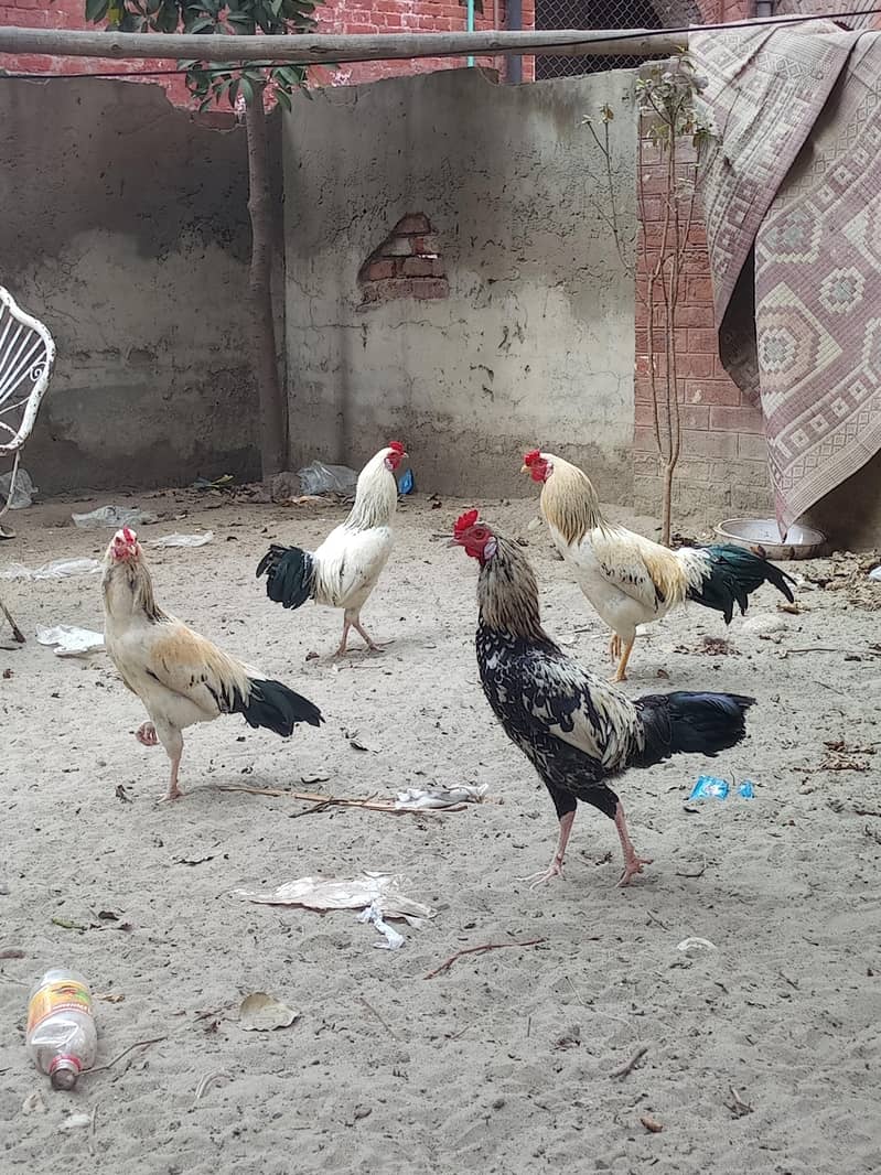 امپورٹڈ بریڈ فور سیل – پرائز 5000 7