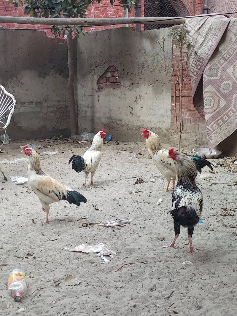 امپورٹڈ بریڈ فور سیل – پرائز 5000 8