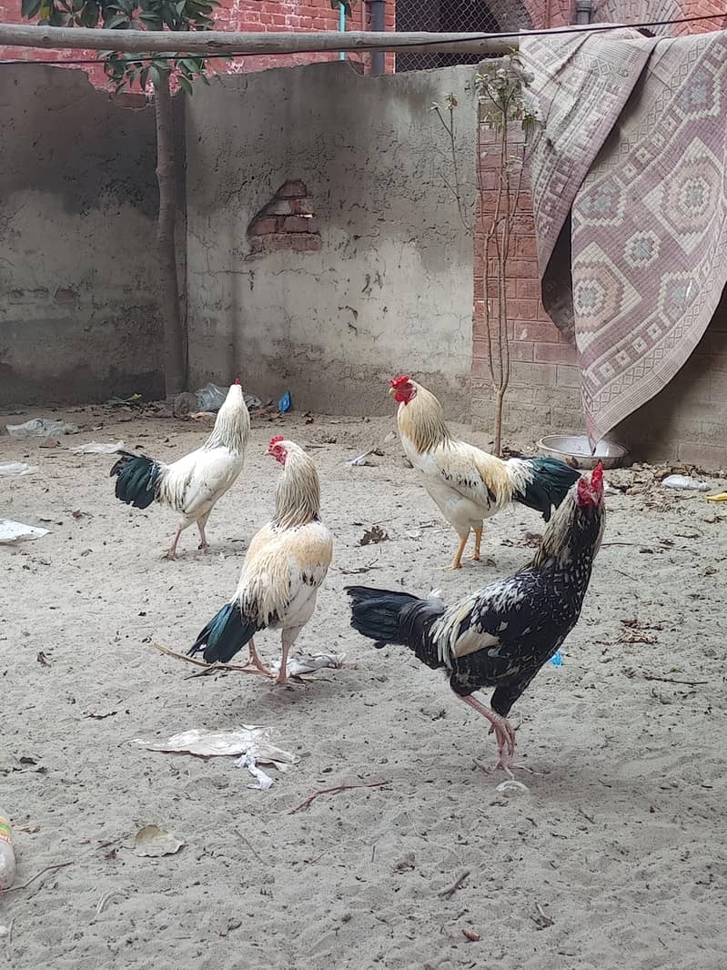 امپورٹڈ بریڈ فور سیل – پرائز 5000 9