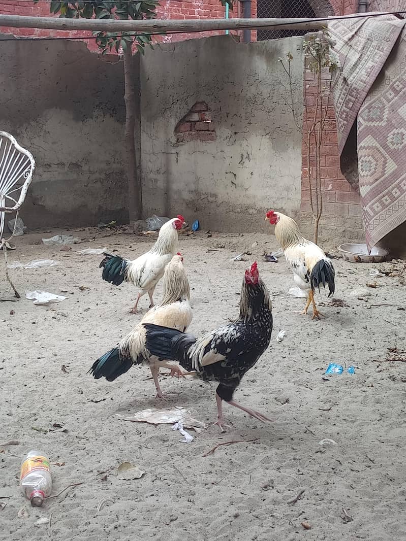 امپورٹڈ بریڈ فور سیل – پرائز 5000 10