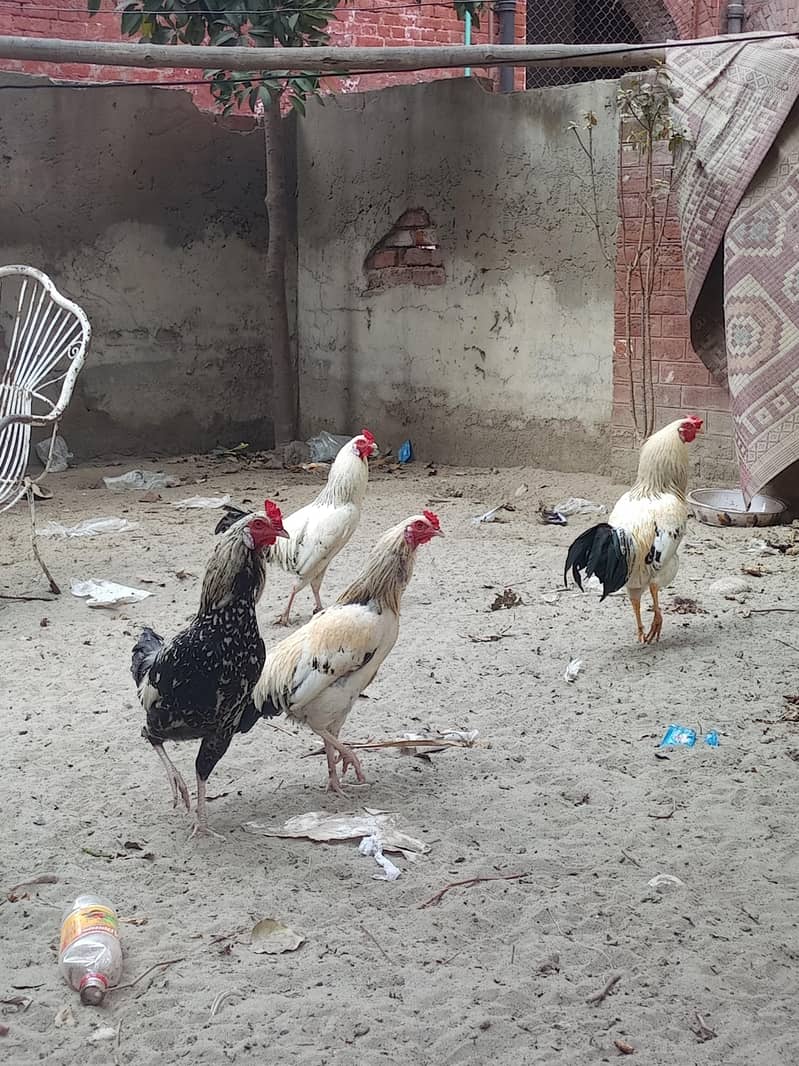 امپورٹڈ بریڈ فور سیل – پرائز 5000 11