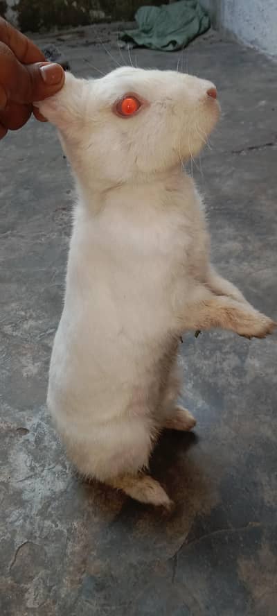 red easy male full active