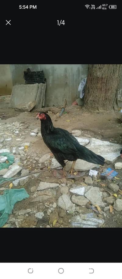 high quality mushki aseel Madi