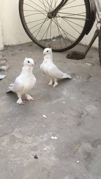 santinet pair for sale