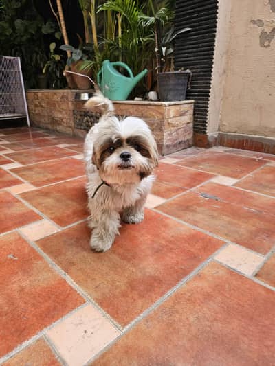 Friendly Shitzhu Female Dog