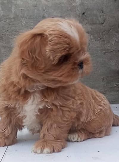 pure shirtzu Female puppy