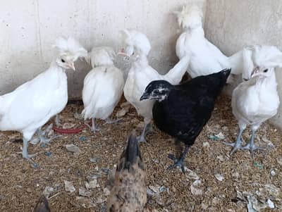 Polish/Austrolarp/Golden Misri Chick