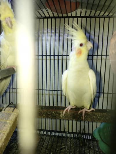 cocktail red eyes  pair confirm breeder