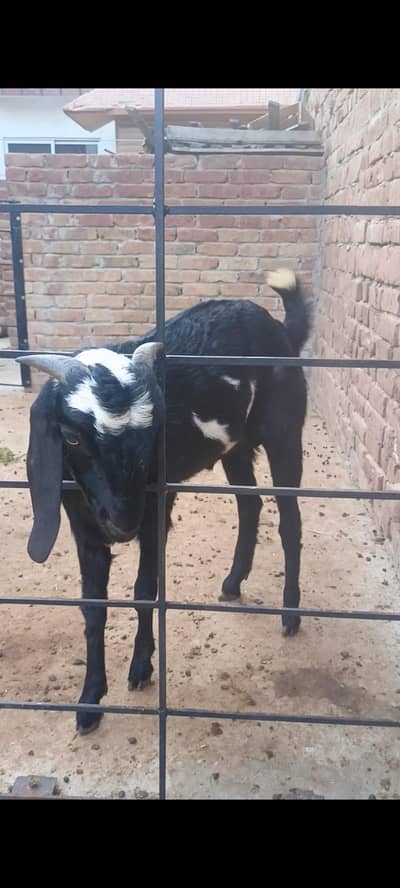 Bakra sale for Qurbani 2026