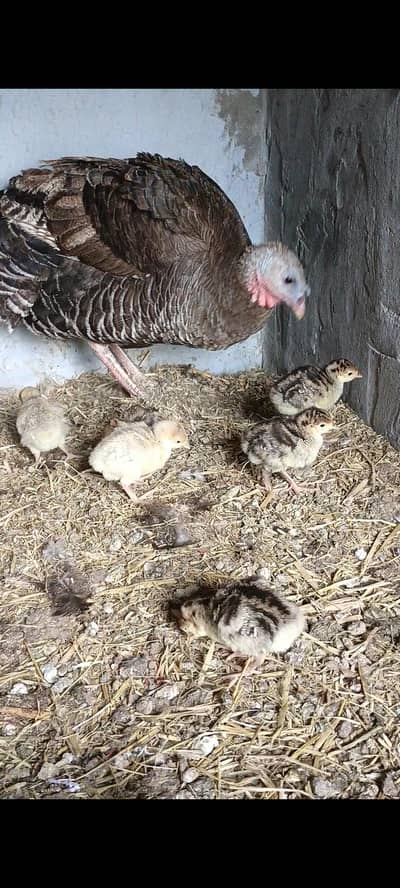 turkey chicks and turkey bredar Pair for sale