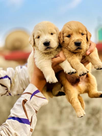 High quality Golden retriever  male and females