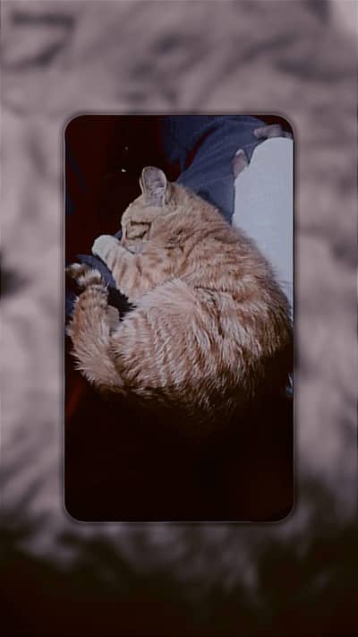 Persian cat for sale fully vaccinated