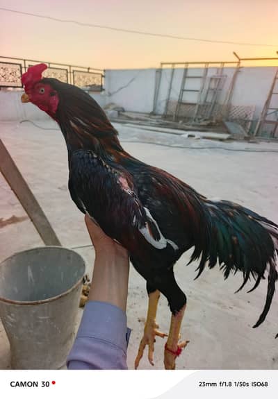 Aseel sindhi male for sale 1.2 years age 8000 price