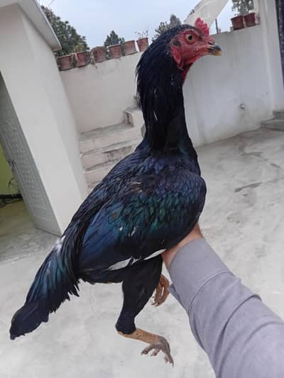 mushka patha for sale