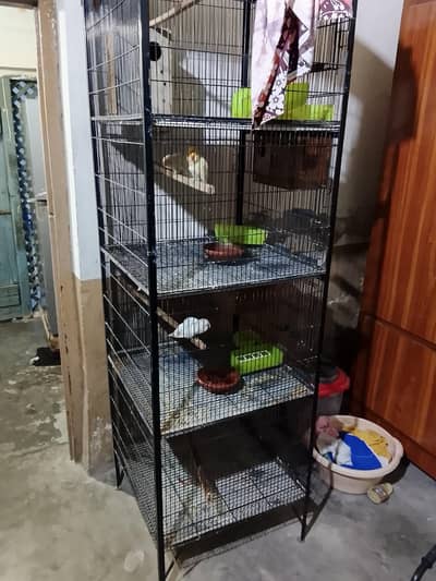 2 breeder pair creemeno Dak ik ka male black eye main hai ik kaa red e