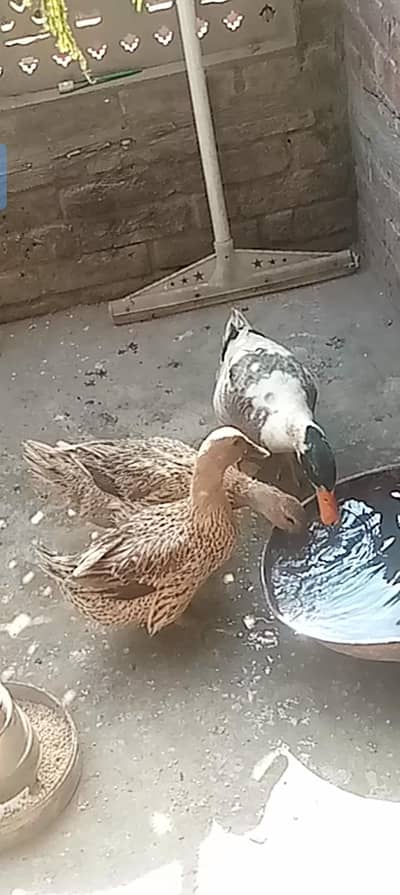 Ducks original breed he anday hi anday.