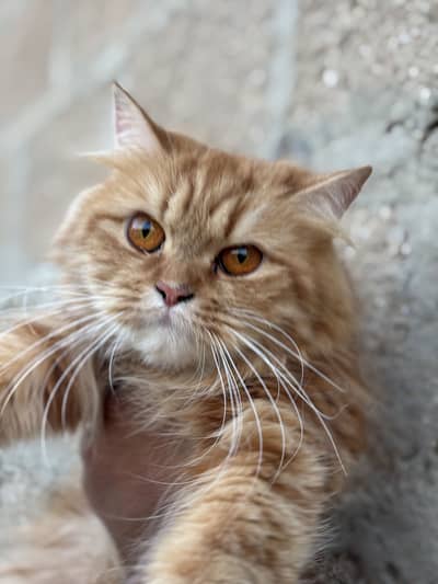 Persian male female breeder pair