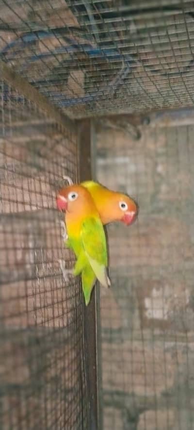 My bird is very beautiful and very noty