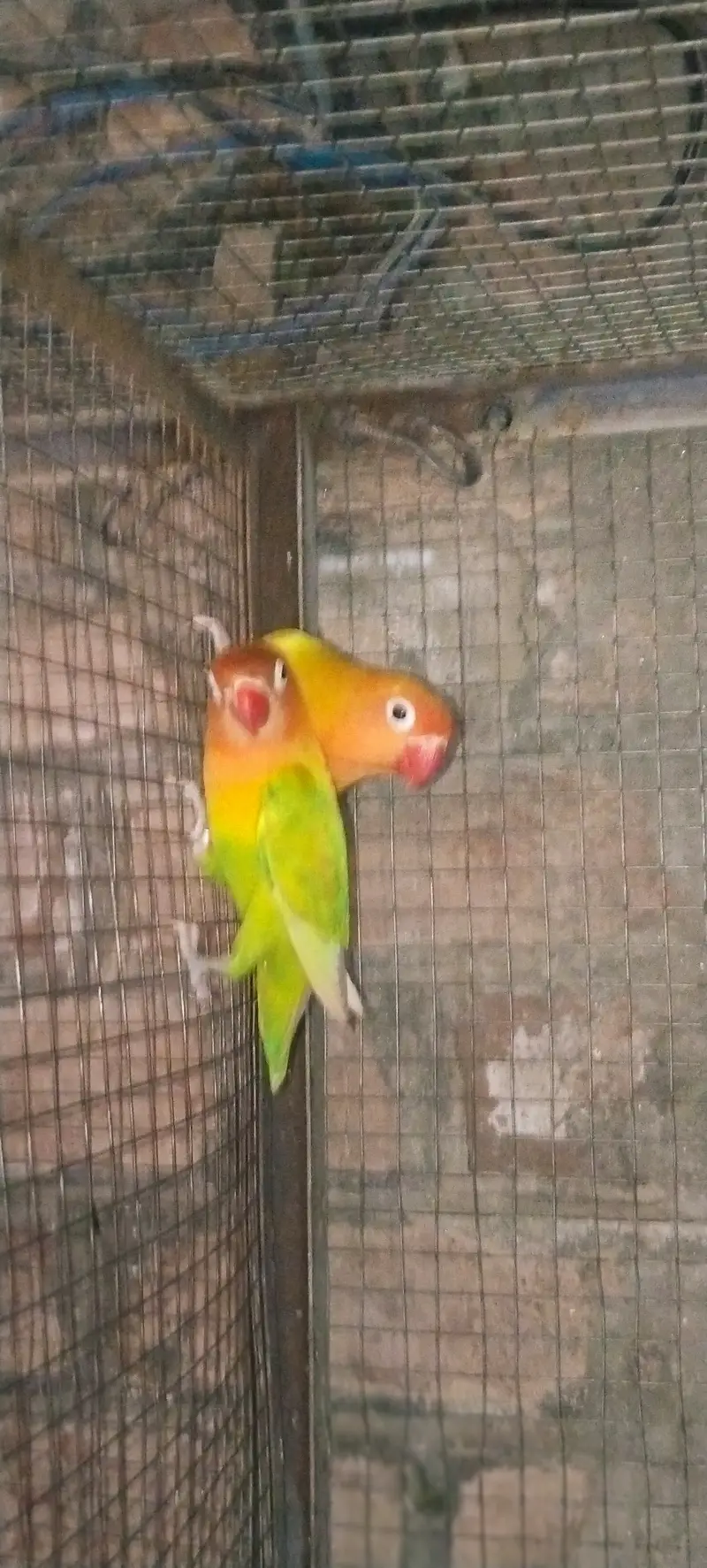 My bird is very beautiful and very noty — photo 2