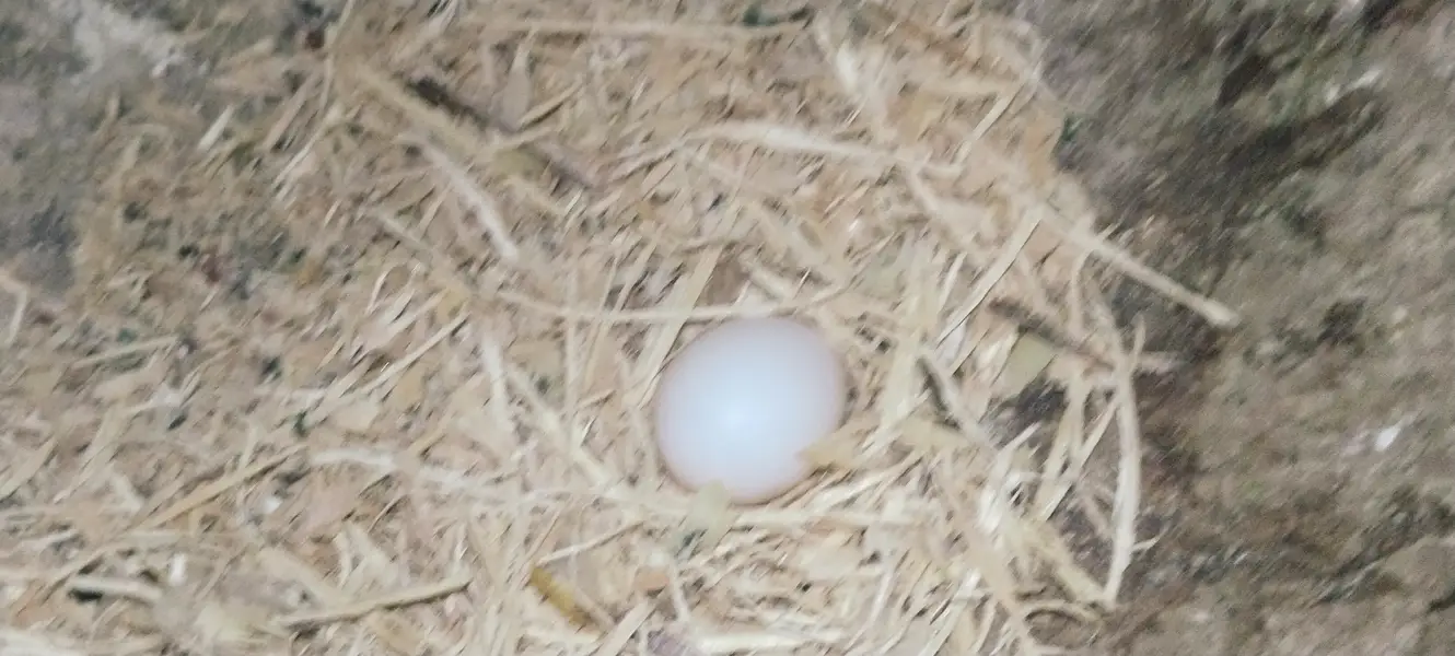 My bird is very beautiful and very noty — photo 3