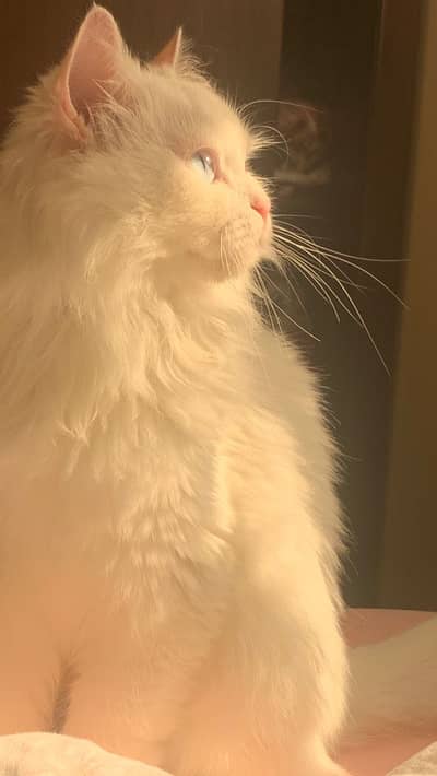 Triple coated white persian cat