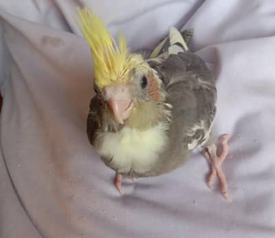 paid cockatiel chik for hand taim par paz