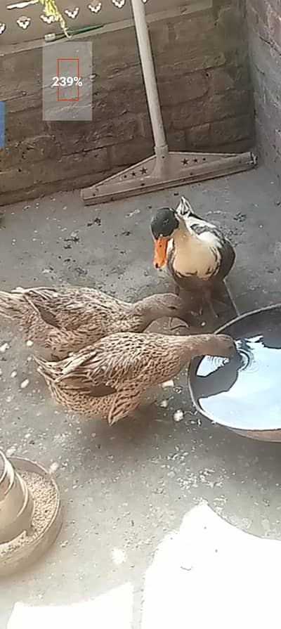 pure breed he anday hi anday