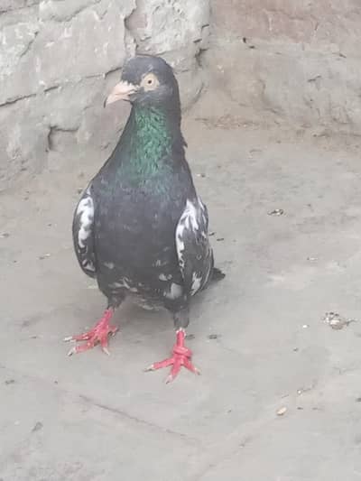 MashAllah healthy and active saith waly mehar waly