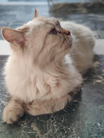 Beautiful Siamese Cat. . . . 11 month old  Fully White & Black Healthy 