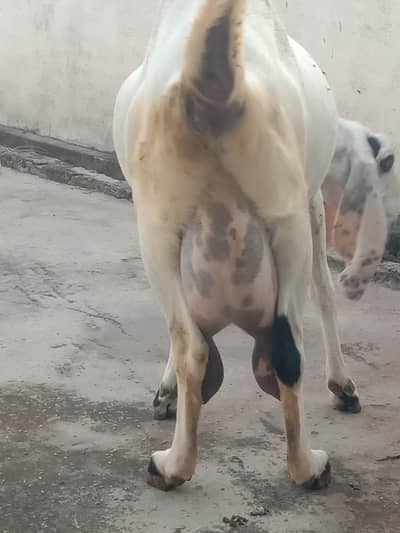 فار سیل تصویر پہلے کی ھے ابھی اڑھای ماہ کی کنفرم کراس ھے