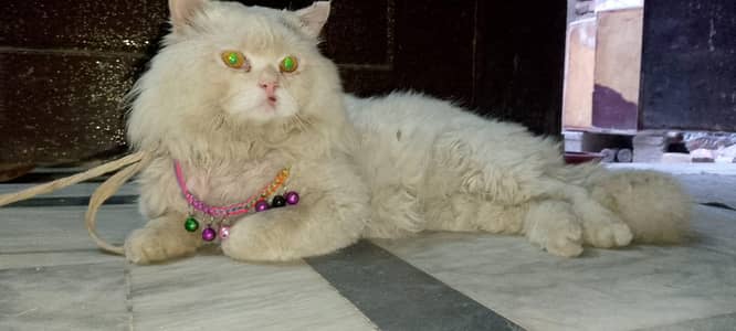 Beautiful White Cat Urgently Sale