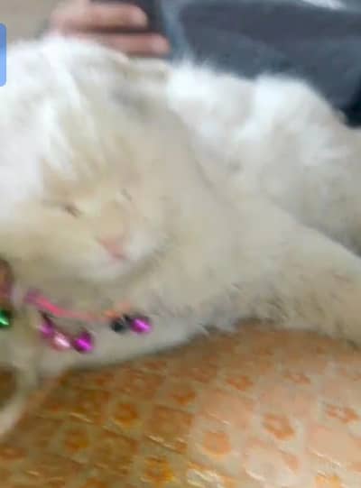 Beautiful White Cat Urgently Sale