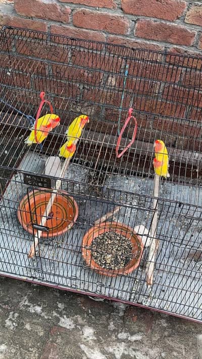 Love bird breeder pair for sell