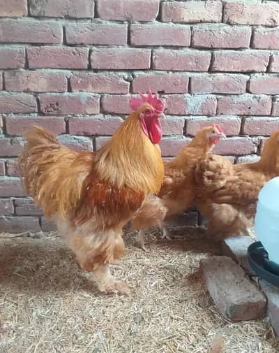 golden heavy buff  A+quality