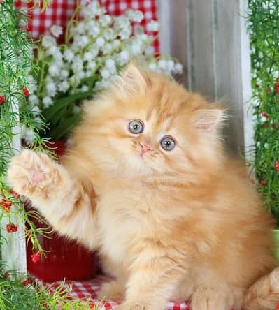 Persian cat for sale my WhatsApp number 03=45=70=84=434