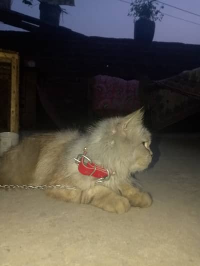 Persian female cat for sell