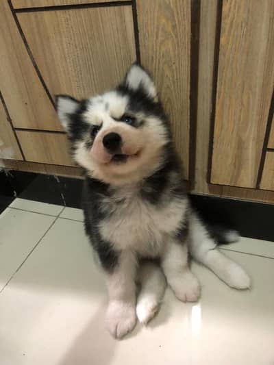 Siberian Husky Wooly Coat Puppies