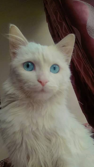 Persian cat for sale