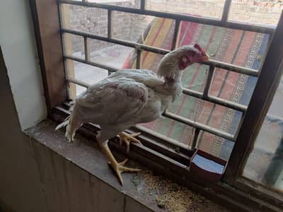 Aseel murgha murghi breedar pair