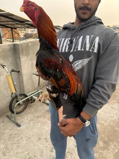 aseel shamoo and pakistani aseel