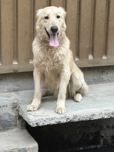 Golden Retriever pedigree male