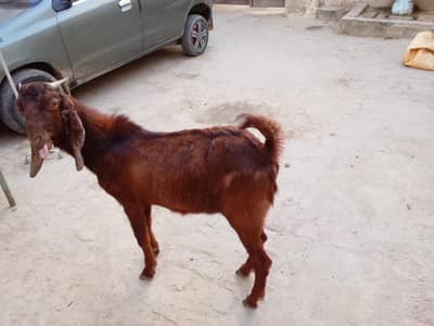 qurbani ka janwer sale