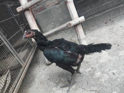 aseel thai trat pakoyi female for sale