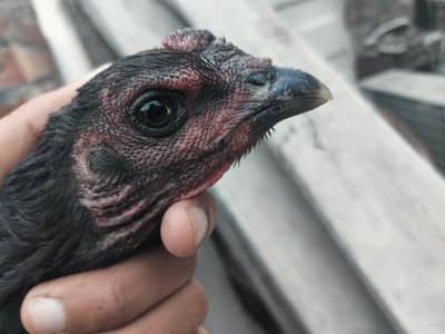 aseel thai trat pakoyi female for sale