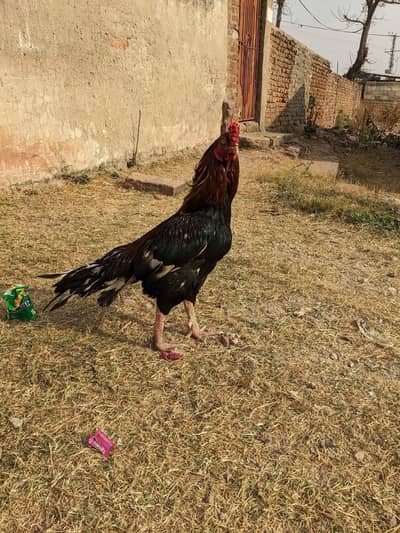 brider murga available now