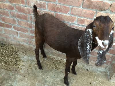 Desi cross Female’s healthy and active