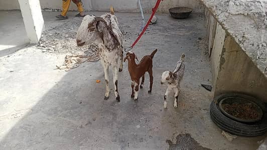 beautiful goat with 2 kids